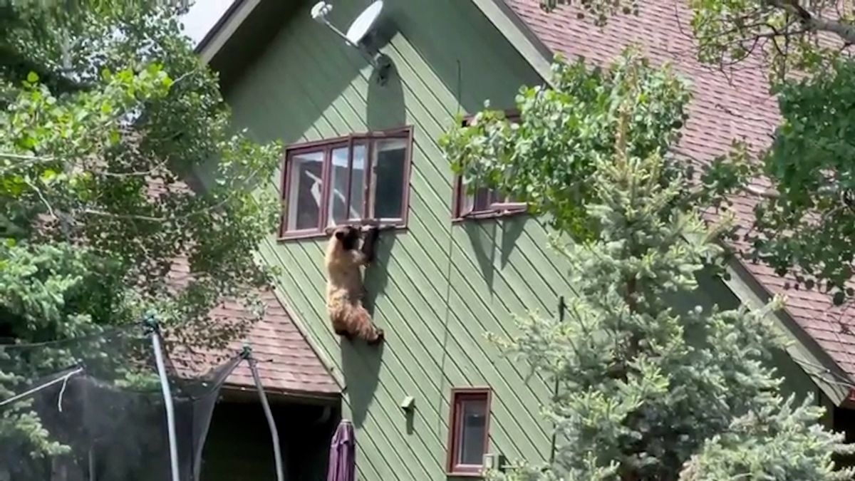 Medvěd vlezl do domu oknem v prvním patře a uvnitř si pochutnal na kotletkách